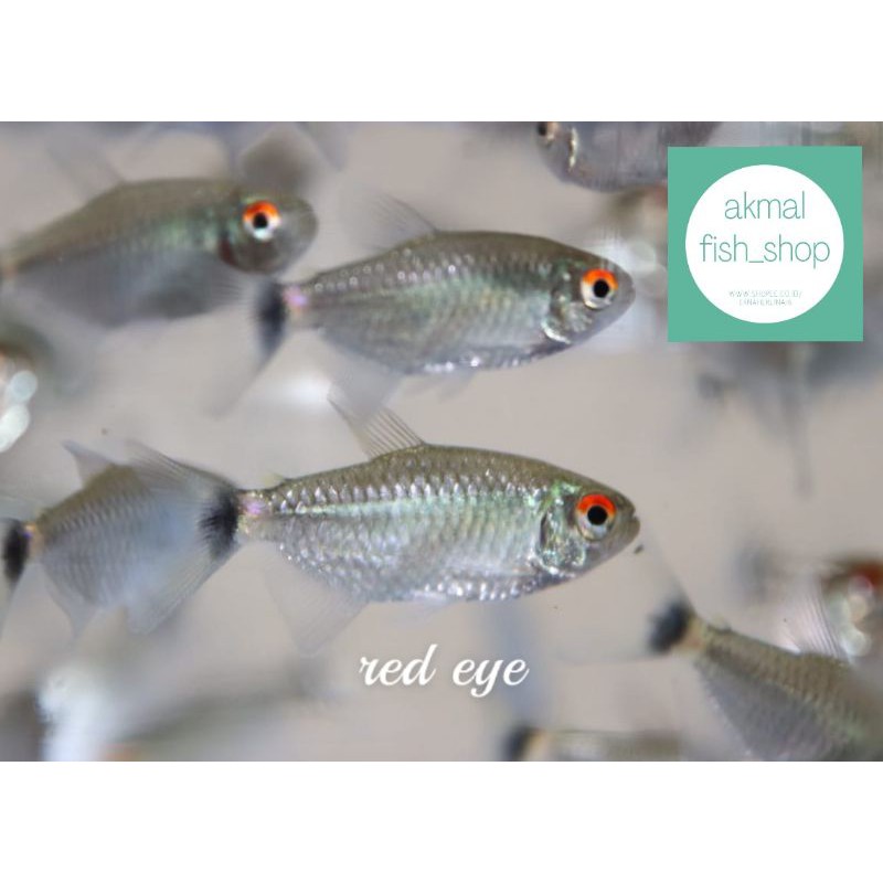 

ikan hias red eye