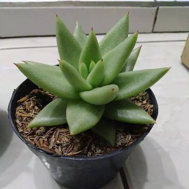 Sukulen dan Kaktus Cantik "Hidup dan Tumbuh Membesar"