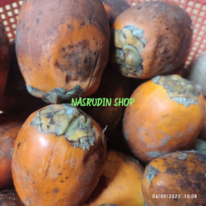 

BUAH PINANG 1KG TUA MATANG | BUAH JAMBE | BUAH NANGPI BUKAN PINANG BATARA