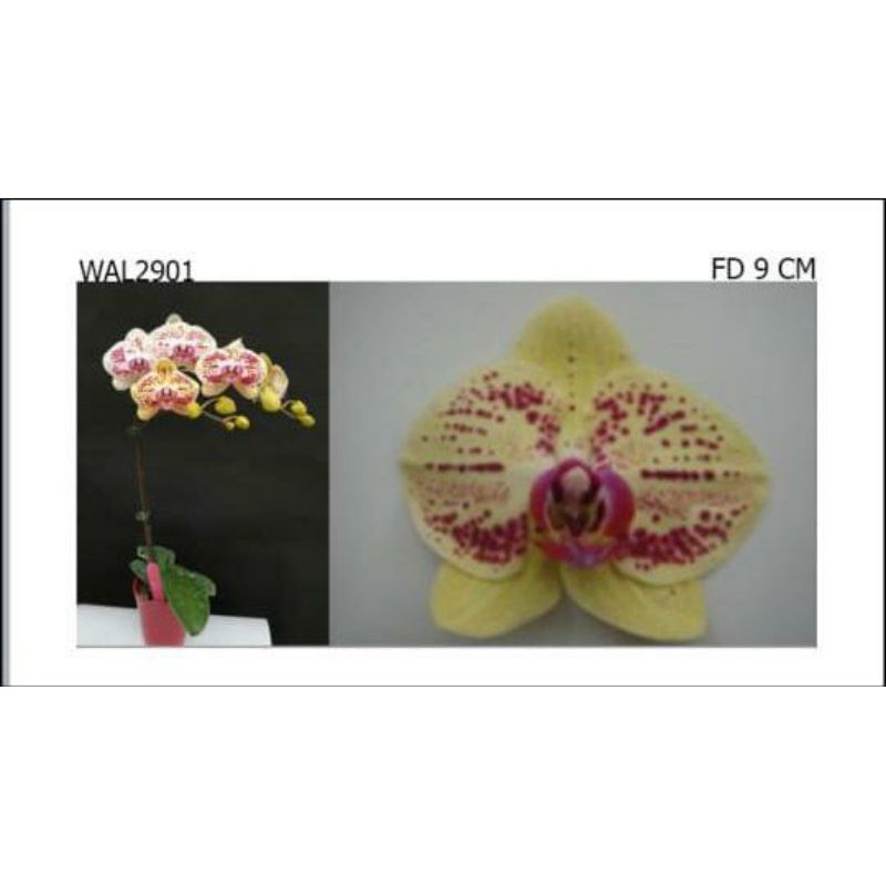 anggrek Spike bulan super premium bunga jumbo kode 2901 import Taiwan bisa cod