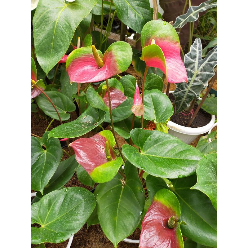 Tanaman hias anthurium bunga corong besar