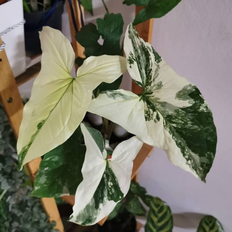 TANAMAN HIAS SYNGONIUM VARIEGATA - TANAMAN HIAS INDOOR MURAH TERBAIK