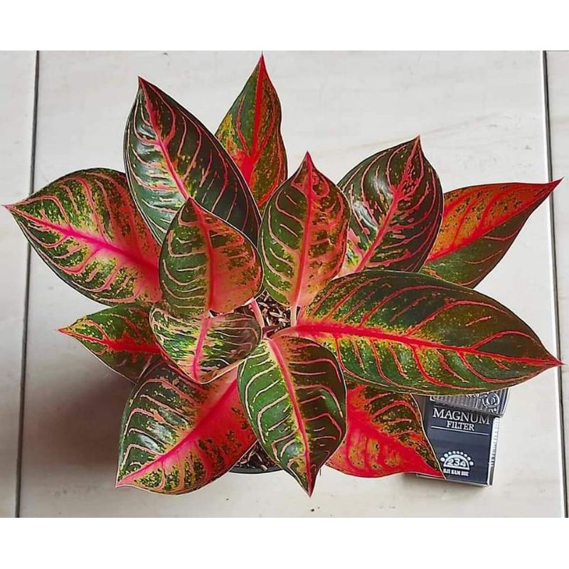 bibit Bunga Aglonema red sumatra mutasi