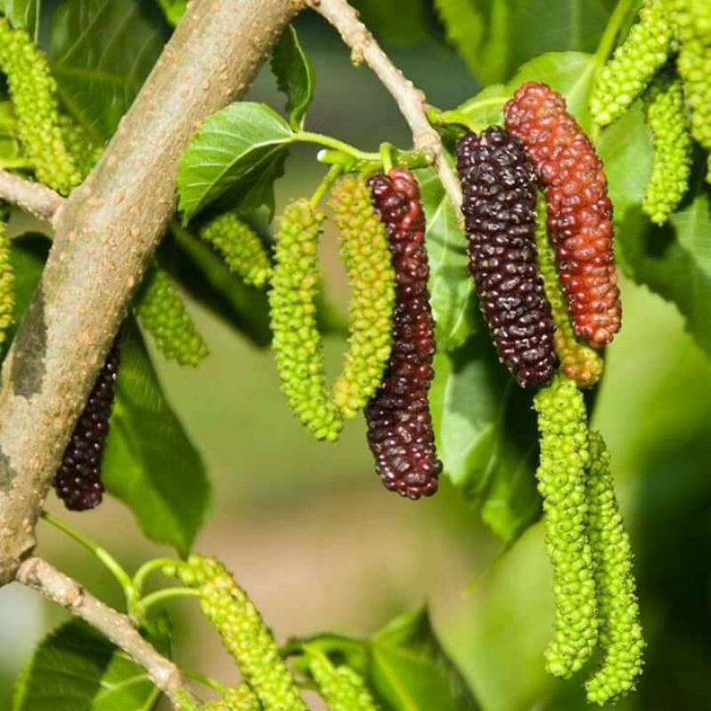 bibit buah long murbei_tanaman pohon buah murbei panjang