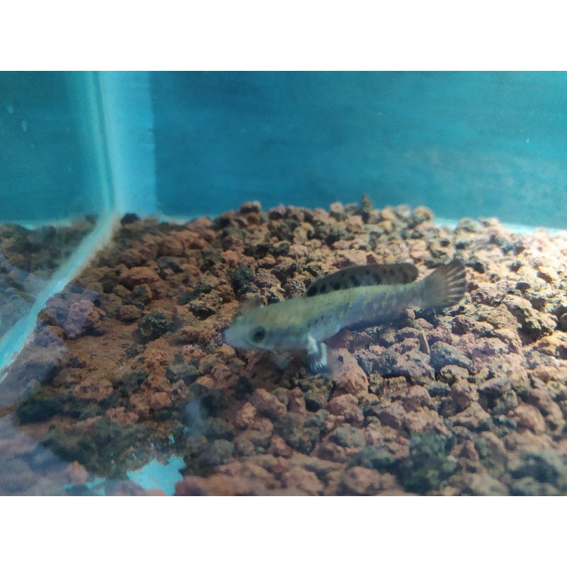 

ikan chana pulchra baby