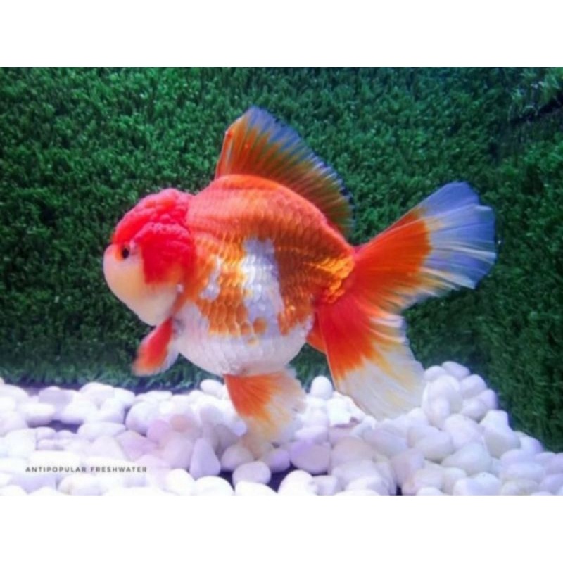 Ikan Hias Goldfish Mas Koki Oranda Jambul Jumbo XXL Aquarium