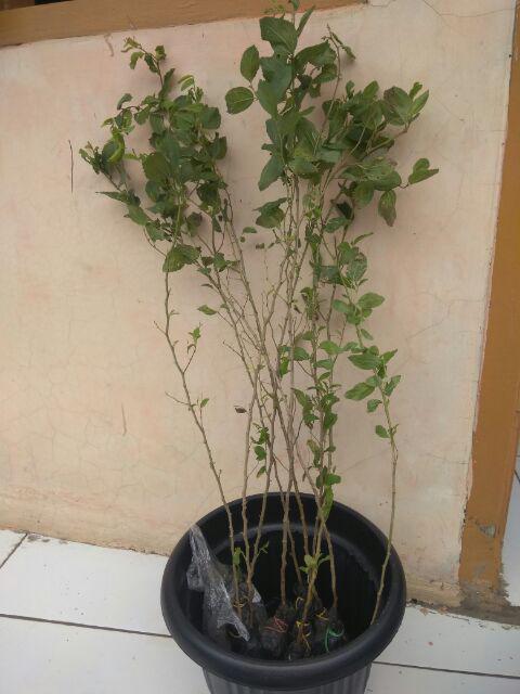 Bibit Bidara Arab/sidr 25-35cm