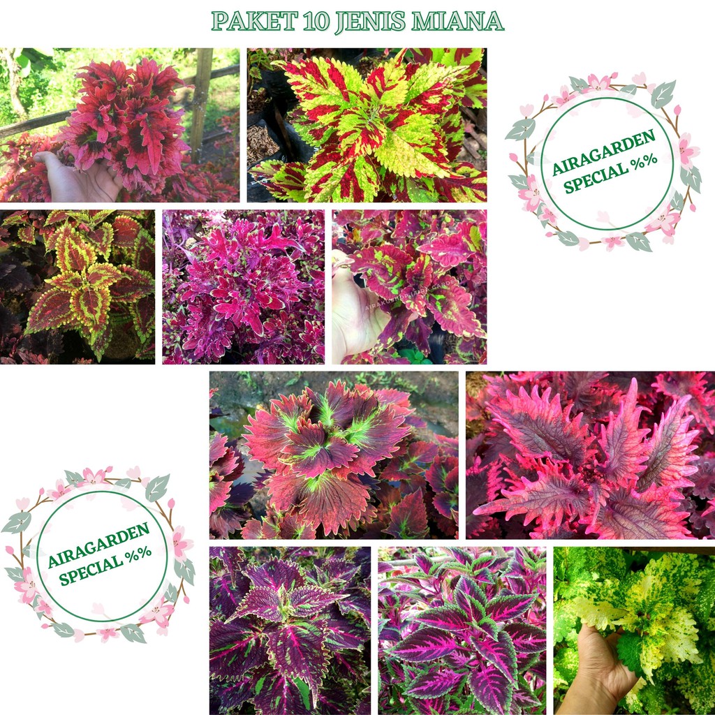 PAKET HEMAT Tanaman Hias 10 jenis Miana Premium ID / Jawer Kotok / Iler / Coleus (PLUS DAPAT BONUS)