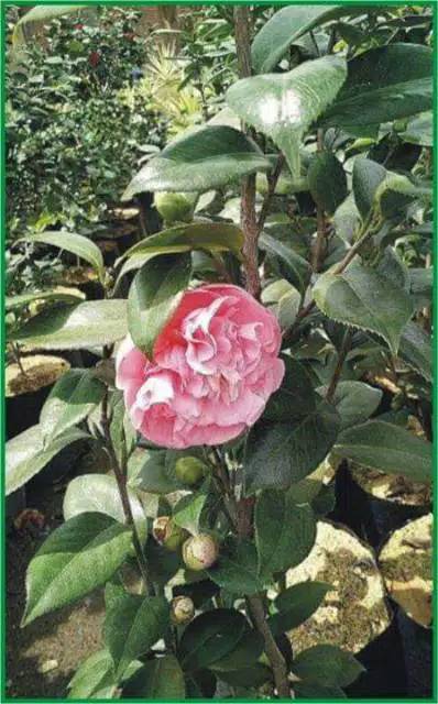 Bunga Camelia pink