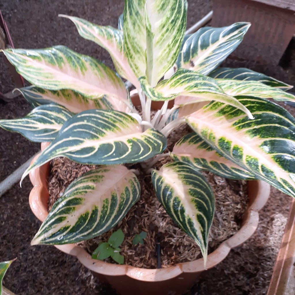 Aglonema  Sunsweet Indukan