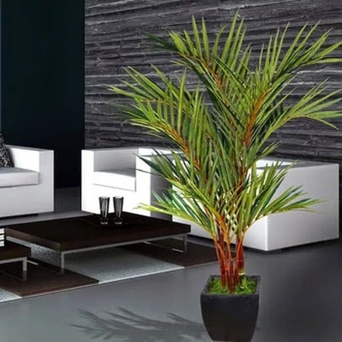 pohon palem merah tinggi 1 meter - tanaman indoor outdoor