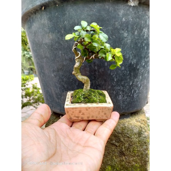 Bonsai Serut Mini