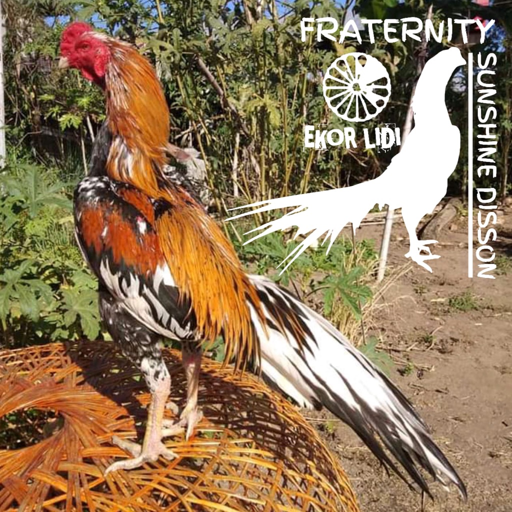 telor ayam ekor lidi shunsine disson paket 4 butir