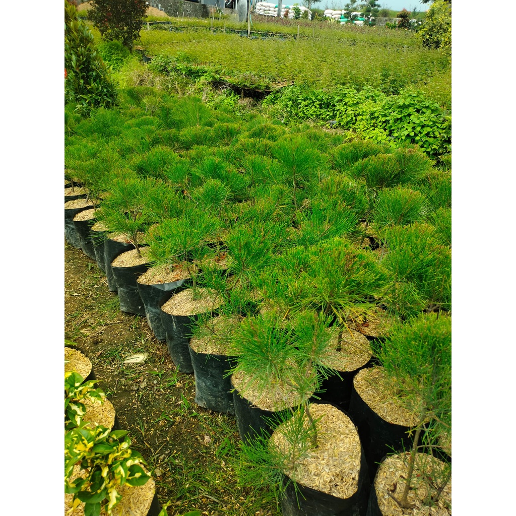 Bonsai Cemara Udang - Prospek Untuk Dibonsai - Cemara Udang Mini - Real Pict - Asli