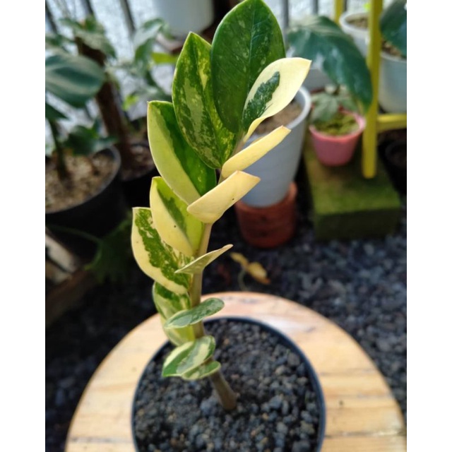 BIBIT BONGGOL TANAMAN HIAS ZAMIA VARIGATA