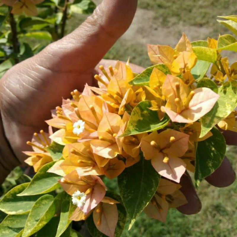 bunga bougenville singapur kuning daun varigata