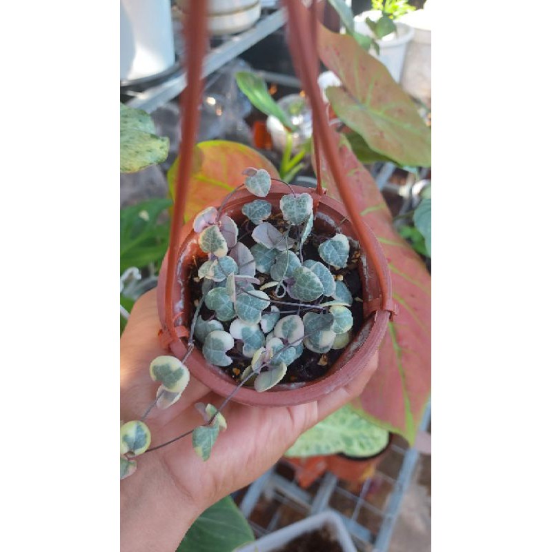 string of heart variegata (SOH VAR)