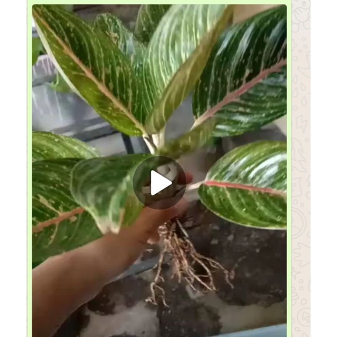 Aglonema legacy hijau realpic