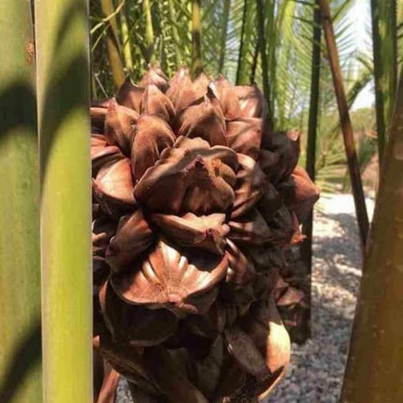 

Buah nipah/dahon muda siap konsumsi cangkangan/1kg fresh