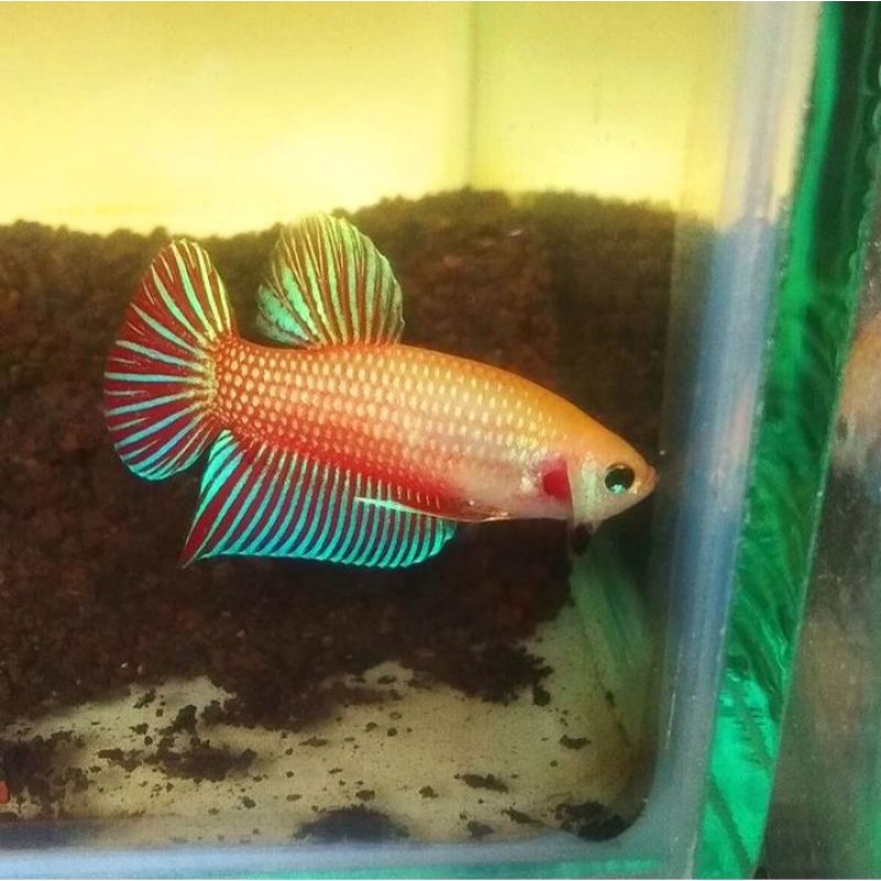 Ikan Cupang Mahachai Mascot