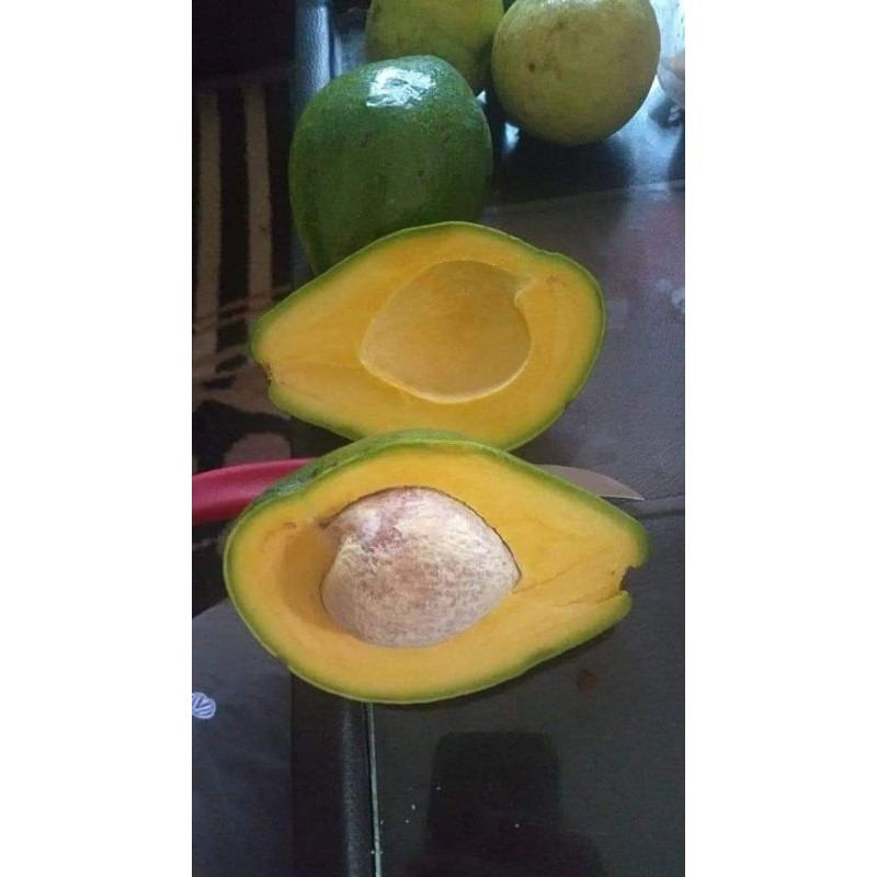

alpukat lampung pket 5 kg