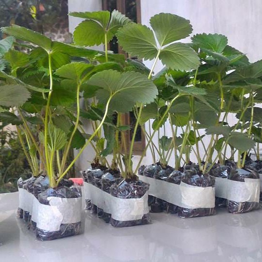 BIBIT STROBERI