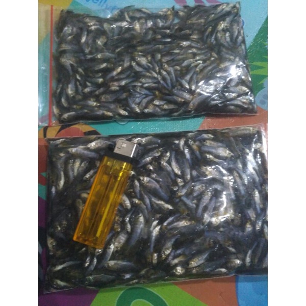 

cere laut beku kecil kecil