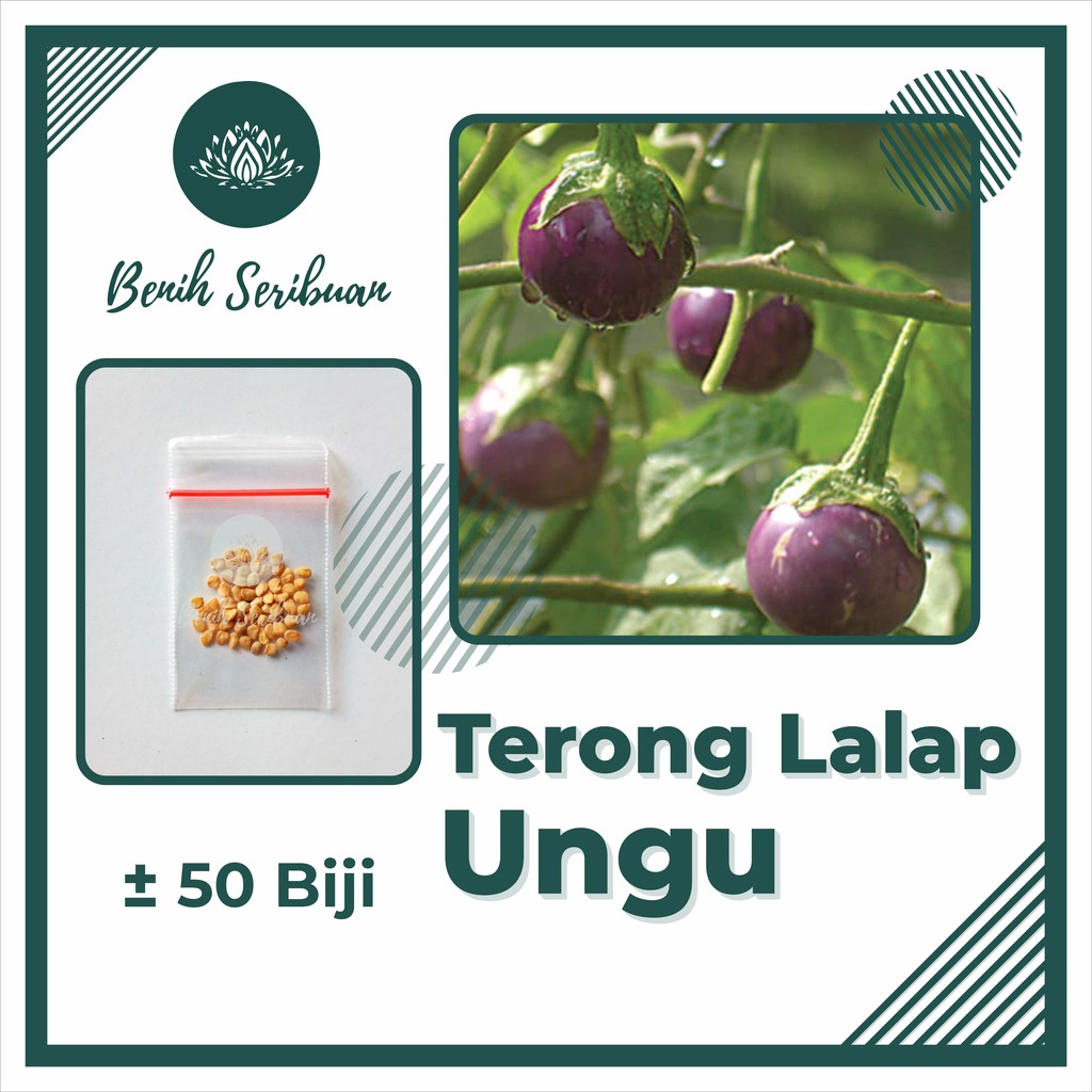 50 Bibit Terong Lalap Ungu Bulat Sriti Benih Sayuran Unggul Berkualitas - Tanaman Sayur Seribuan