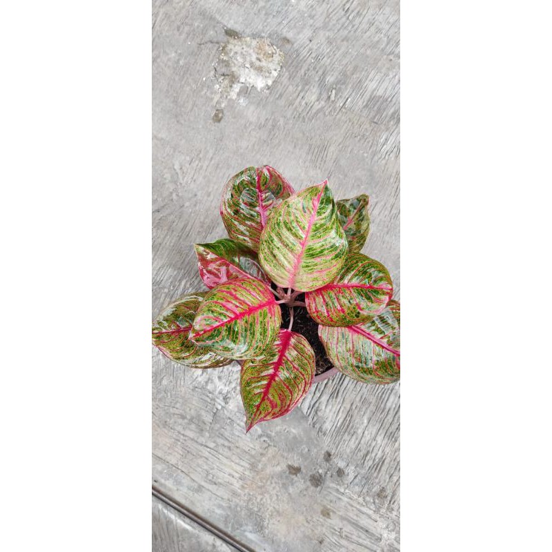 bonggol aglonema huges merah