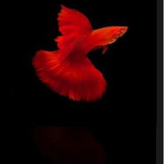 ikan Guppy AFR / ikan Guppy albino full red sepasang
