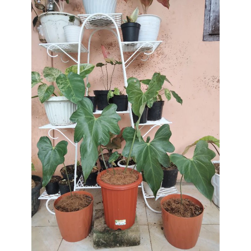 Ragam'S: anthurium jari macrolobium