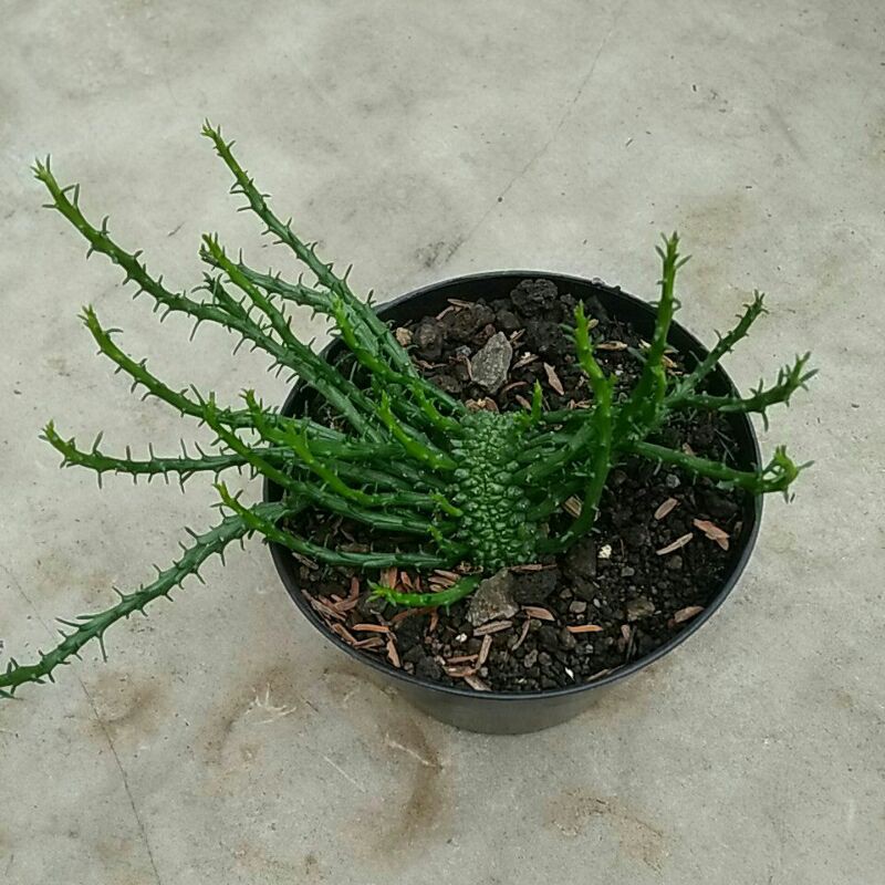 kaktus sukulen caput medusa