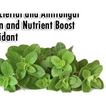 

➯ Daun Oregano kering 100 gr ۝
