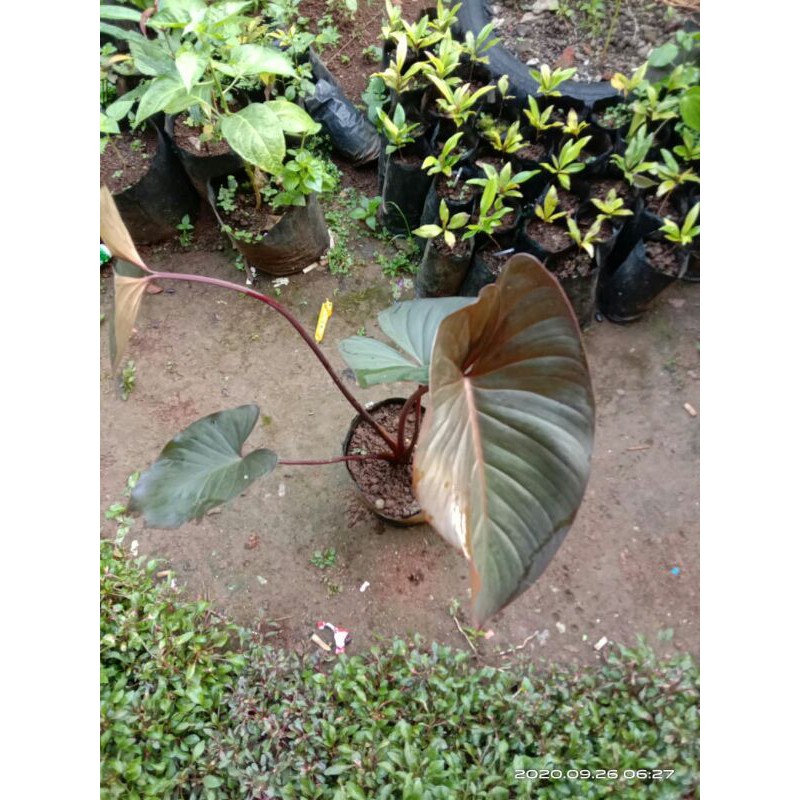 Tanaman kladi singonium ungu black shilo cardinal