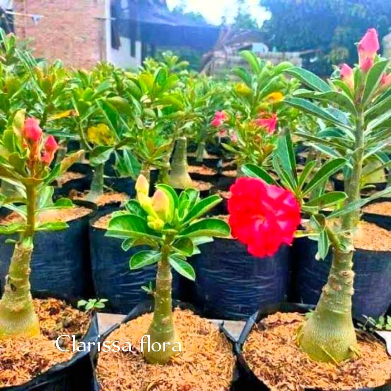 Adenium bunga tumpuk merah cantik / adenium bercabang - Kamboja jepang tumpuk