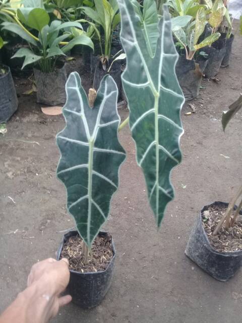 Keladi amazon..Alocasia amazonica