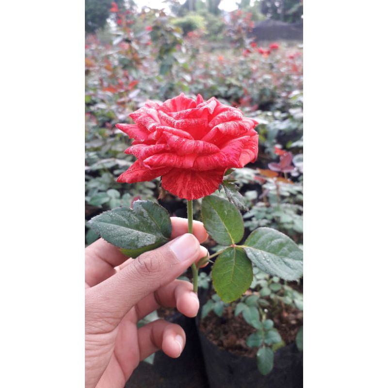 

1 Paket Mawar Boleh pilih isi 4 Musim Panas di Medan