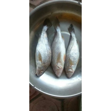 

ikan awon awon segar