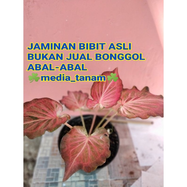 Keladi Pink Ramla anakan