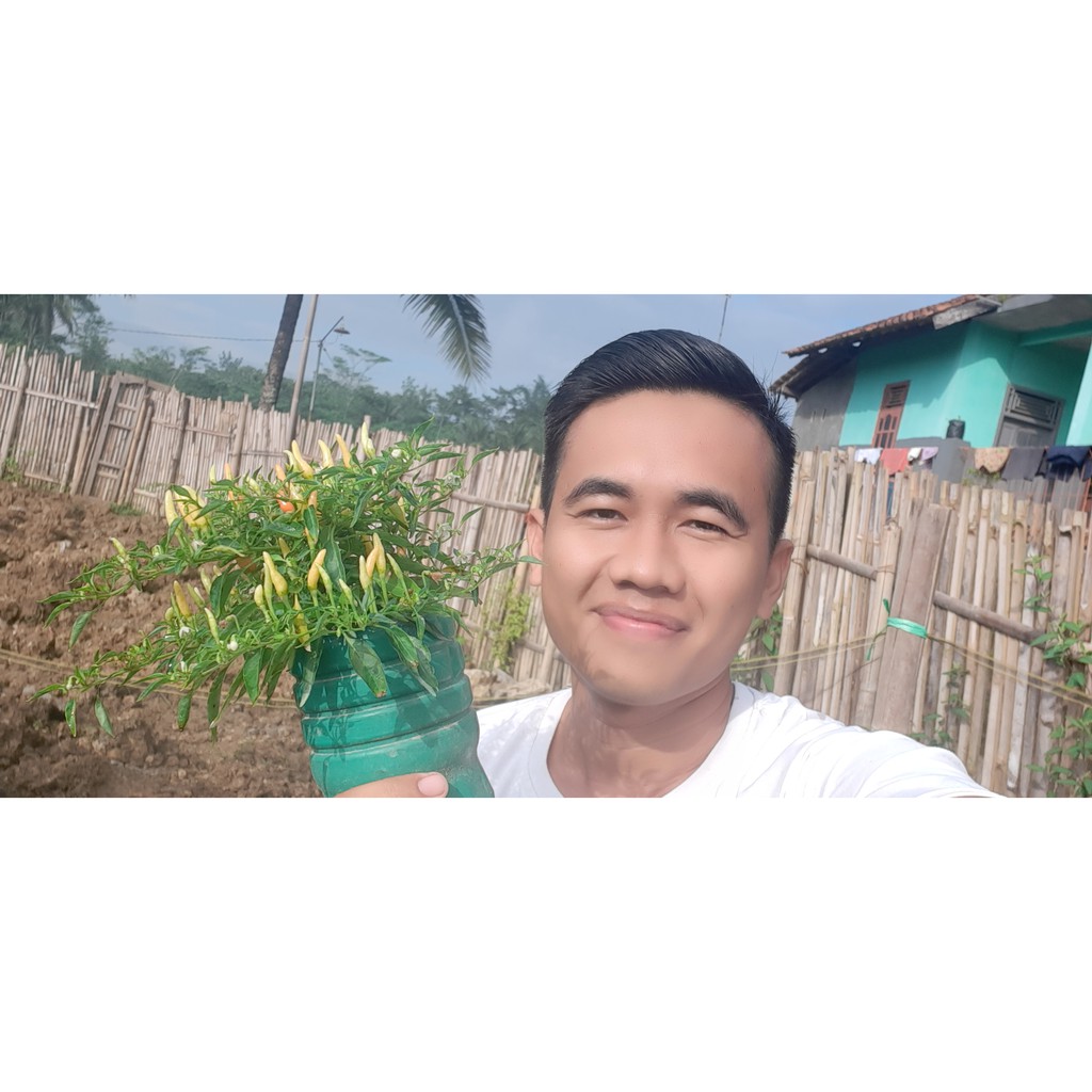 isi (10) Biji Benih Cabe SPARKLER Cabai Hias Mini Unik Bisa untuk dimakan Hot Pepper ChillieSeeds