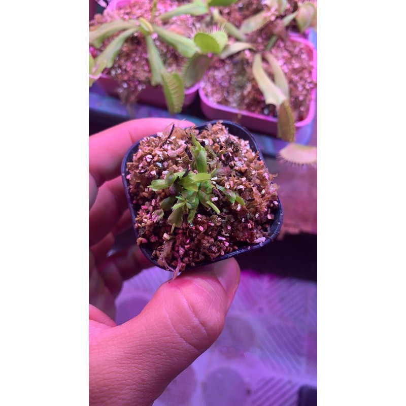 venus flytrap B52 tanaman karnivora