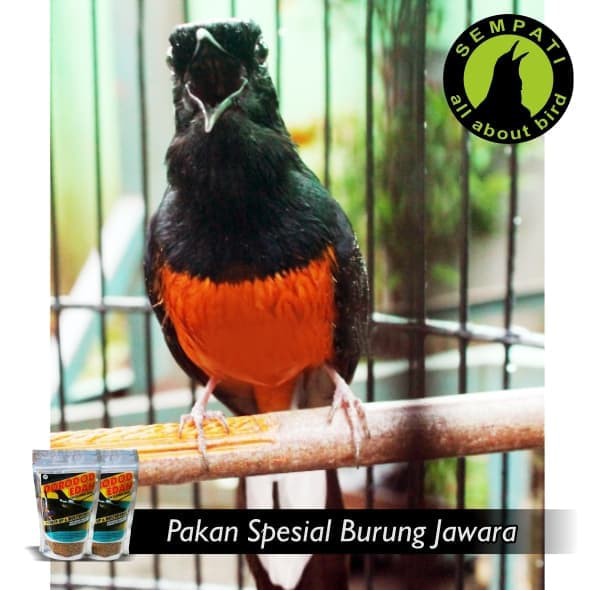 Jual Pakan Burung Murai Kacer Ocehan Power Up Multivitamin Dorodod