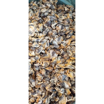 

Daging kerang bulu kupas 500gr