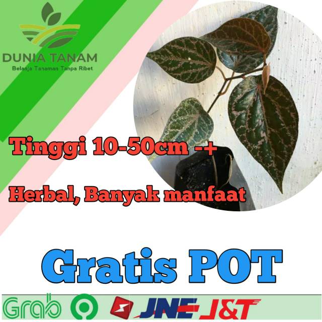 (Free pot) TANAMAN HIAS SIRIH MERAH PRODUK ORIGINAL | benih tanaman / bibit pohon / bibit buah