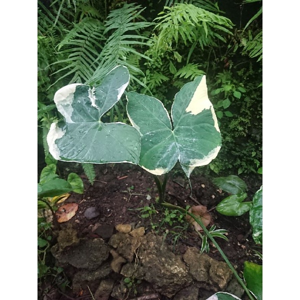 keladi tikus varigata ( xanthosoma albo marginata variegata)
