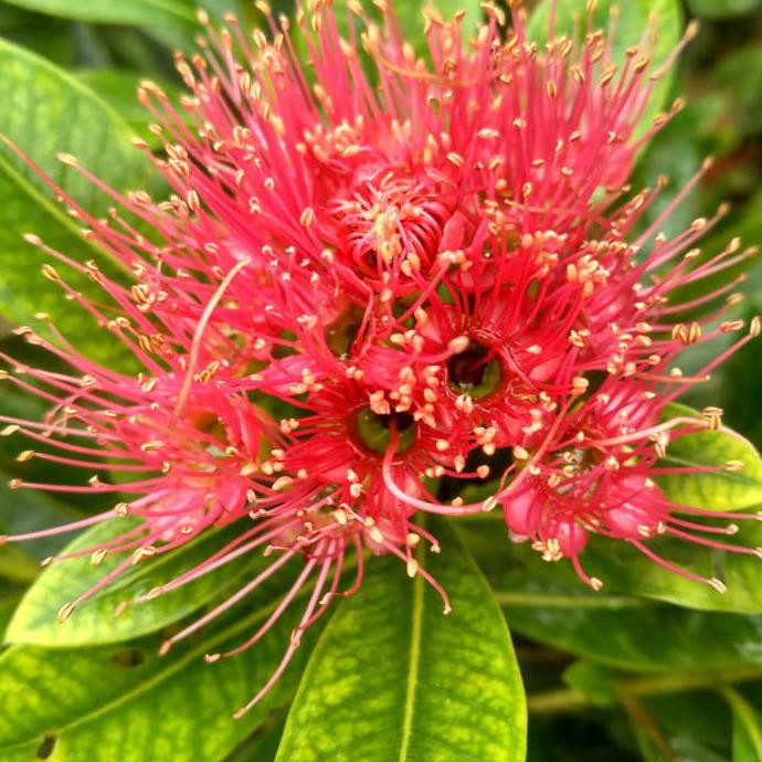 Wage Bibit Tanaman Hias Bunga Xanthostemon - Santos Temon | Santos Lemon Idr