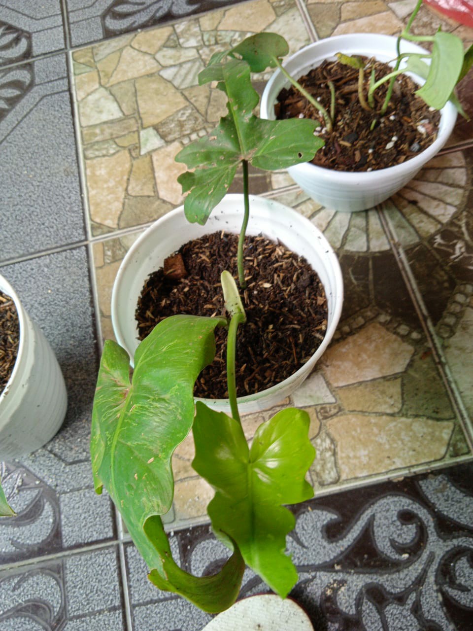 Benih /bibitan Tanaman Hias Philodendron Dragon