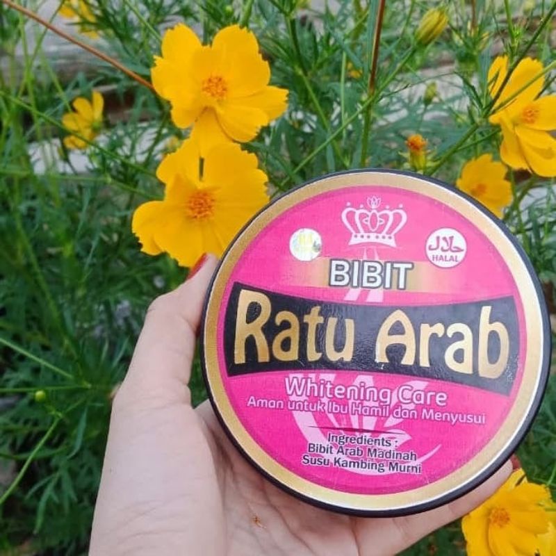bibit ratu arab original