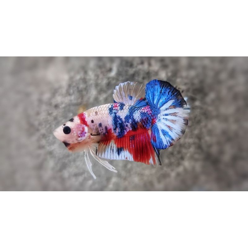 CUPANG CANDY MULTICOLOR