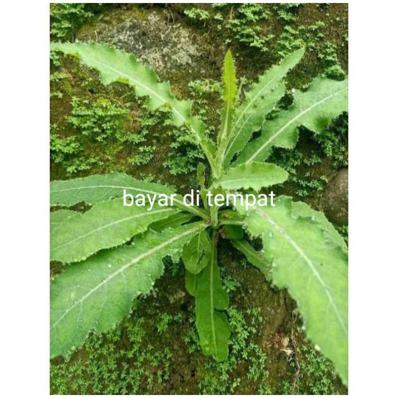 

Daun tempuyung segar